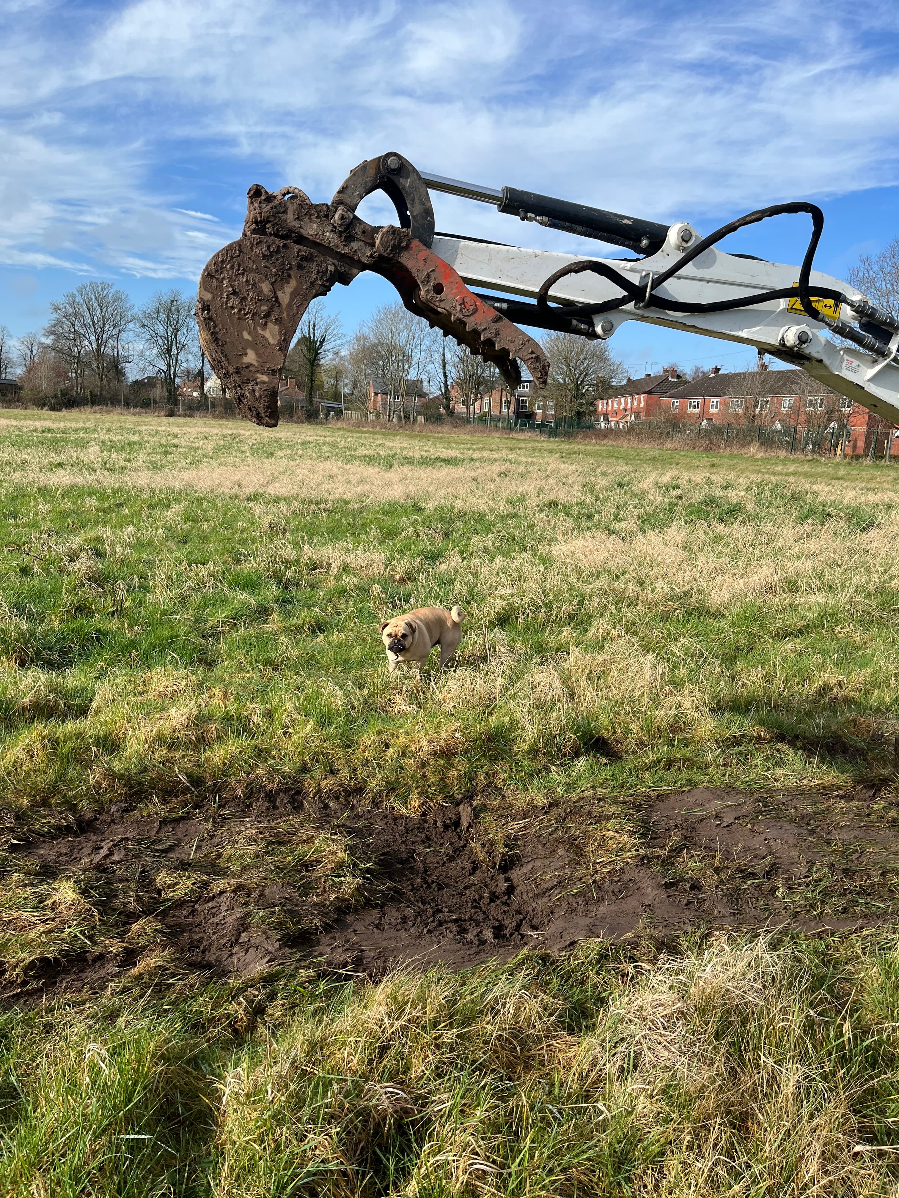 Dogs enjoying