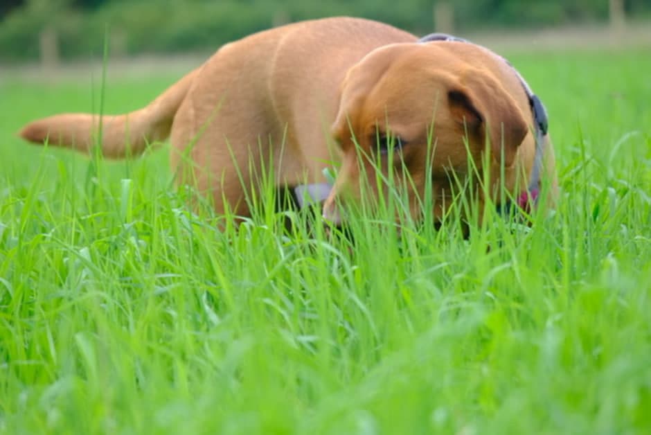 Safe, secure and fun dog field for dogs to play.